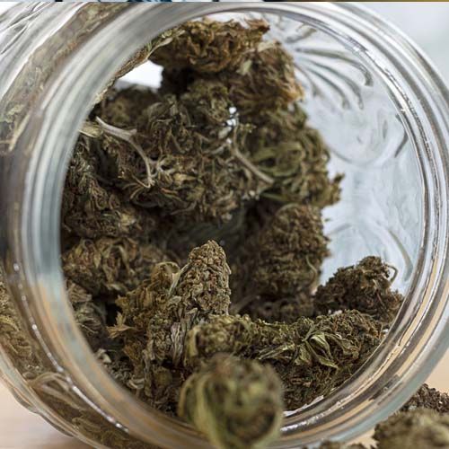 The production of herbal medicines from marijuana in Medical experiment