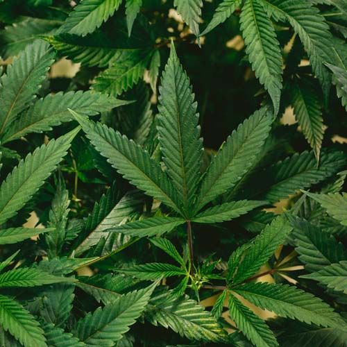 Medical Marijuana