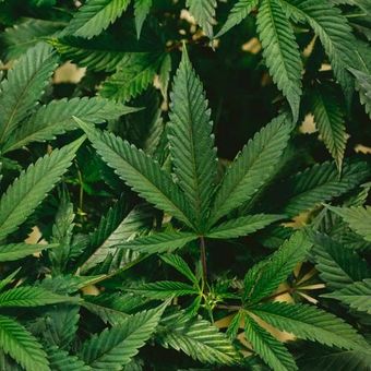 Medical Marijuana