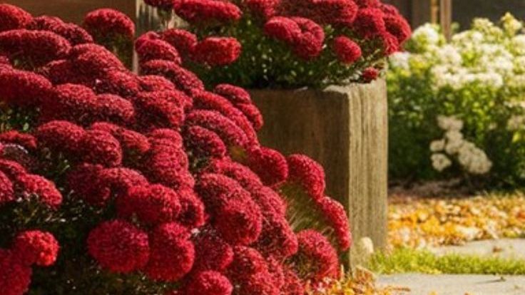 Red mums bloom beside a weathered wooden post, with white flowers in the background.