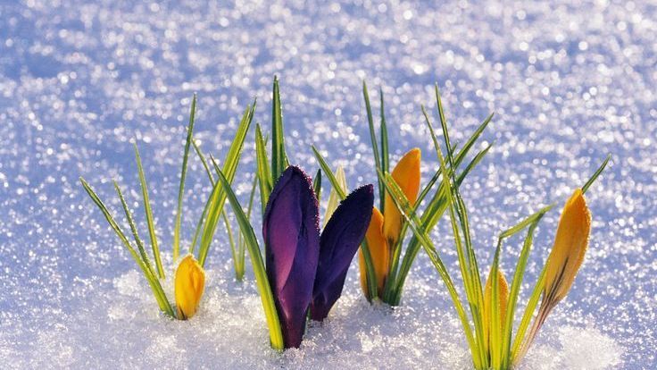 Purple and yellow crocuses blooming in snow.