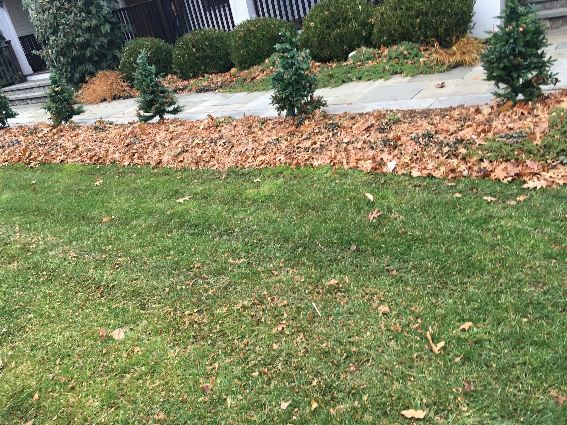 Green lawn with line of gathered brown leaves in front of bushes and small evergreen trees.