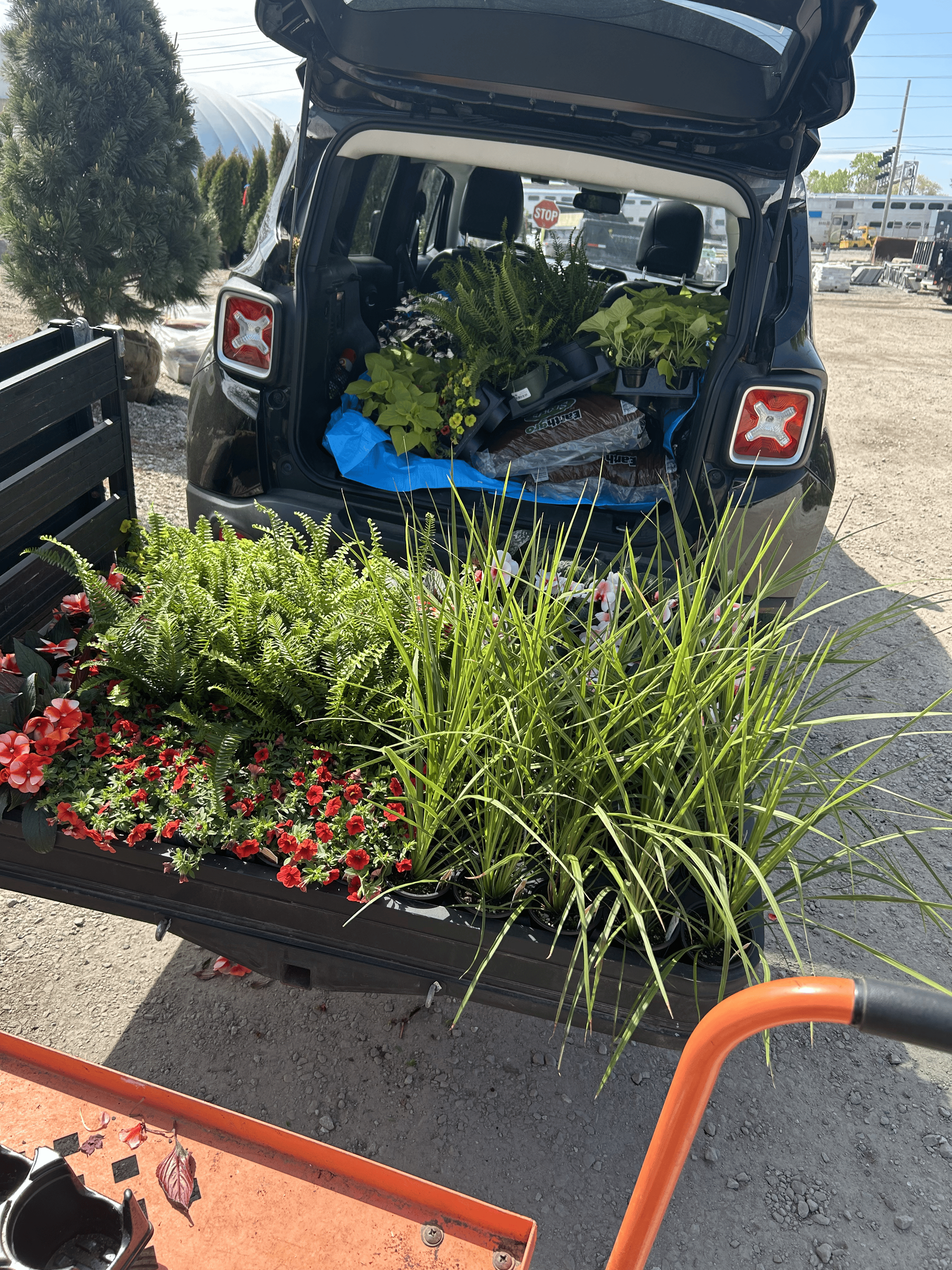 Black SUV trunk filled with plants at a garden center, surrounded by more plants in a display bed.