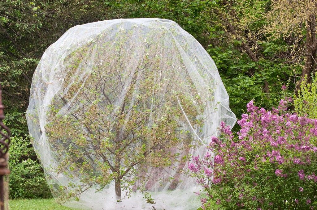 A tree covered in white netting in a yard, protecting it from insects or birds.