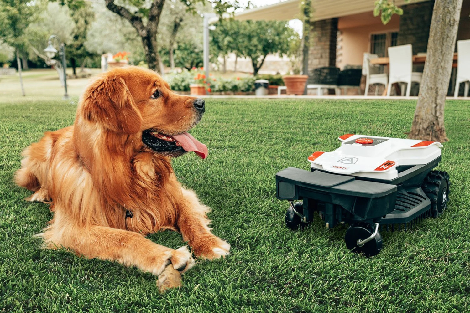 Golden retriever lies beside a robotic lawnmower on green grass in a yard.