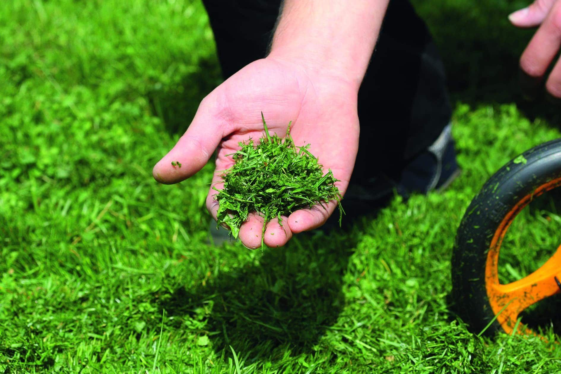 A person holding freshly cut green grass in their hand, with a lawn and a measuring wheel in the background.