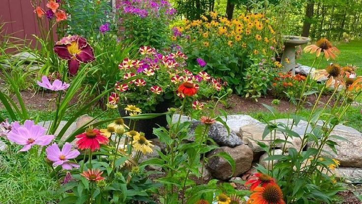 A vibrant flower garden with various colored blooms, including pink, purple, orange, and yellow, near rocks.