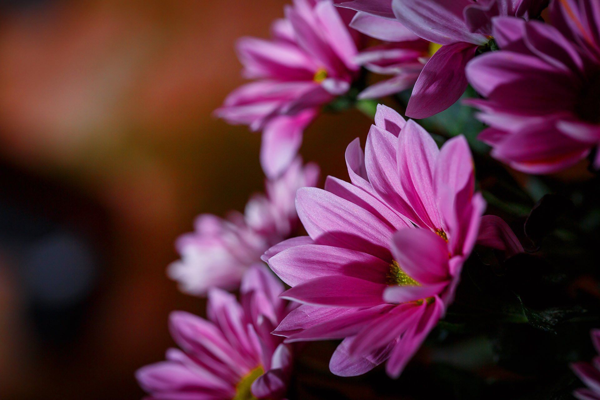 Send Flowers