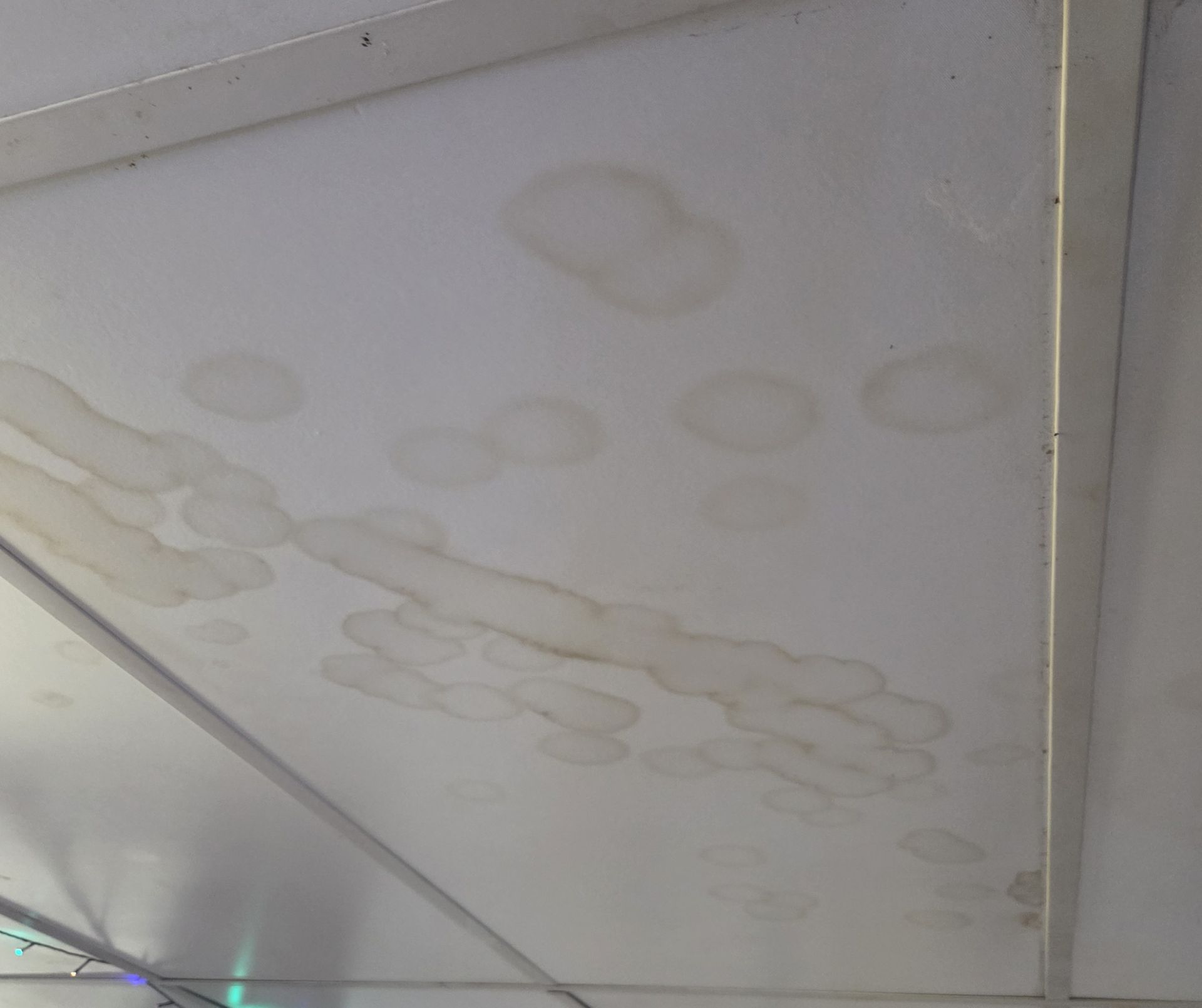 White Drop Ceiling Tiles with Brown Water Stains, Indicating a Leak or Moisture Damage — Schmucker Cleaning in Gulliver, QLD