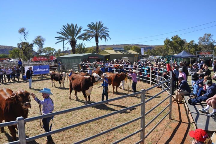 The Workers And Cows — Blatherskite Park in Alice Springs, NT