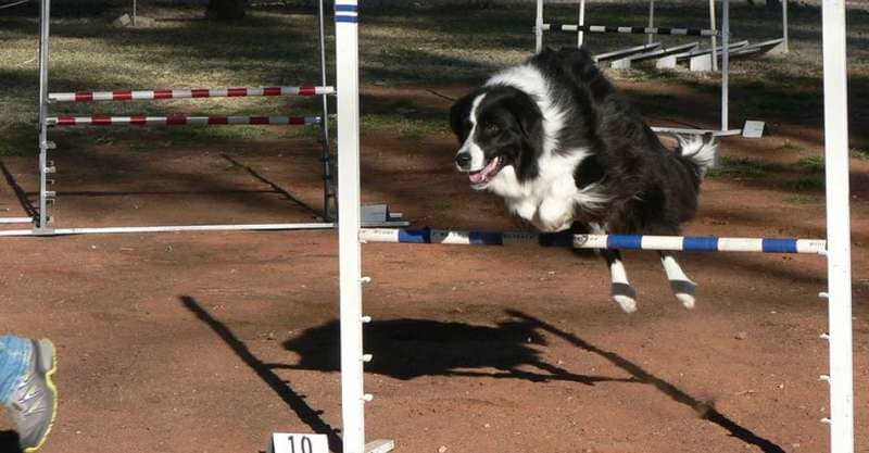 The Dog Jumping Across an Obstacle — Blatherskite Park in Alice Springs, NT
