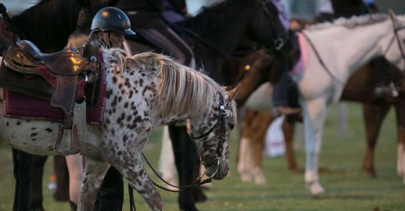 Standing Horses with Saddles on — Blatherskite Park in Alice Springs, NT