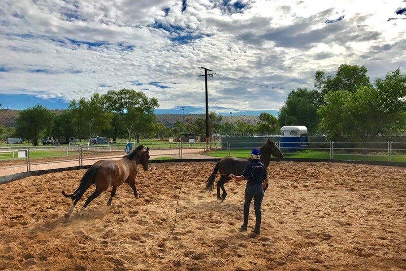 Two Horses Run And The Old Man — Blatherskite Park in Alice Springs, NT