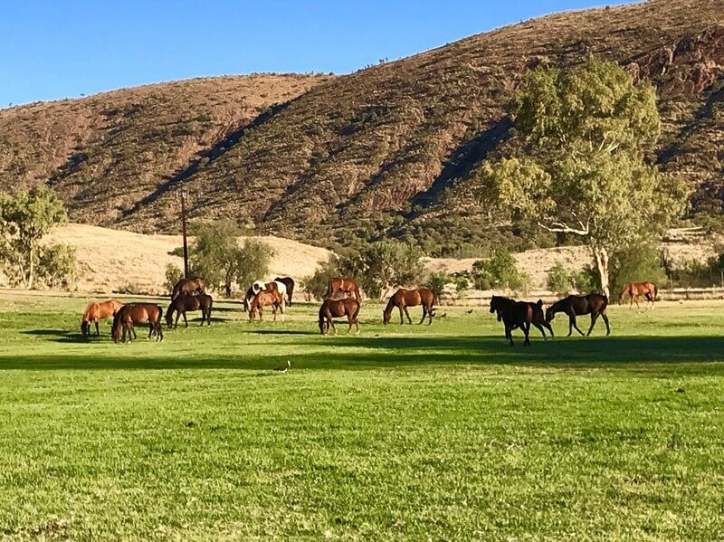 Feed Horses, Mountain And Grass — Blatherskite Park in Alice Springs, NT