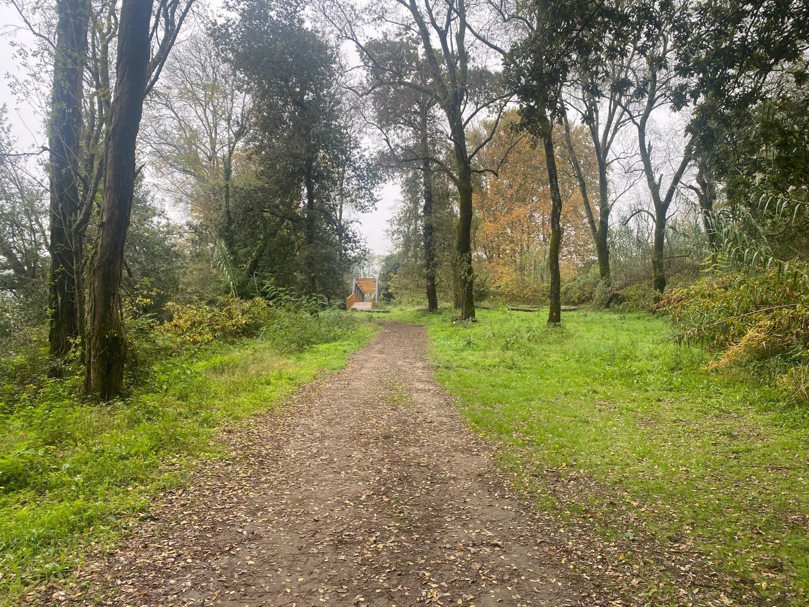 Sendero de tierra bordeado de árboles que atraviesa un parque verde en un día nublado.