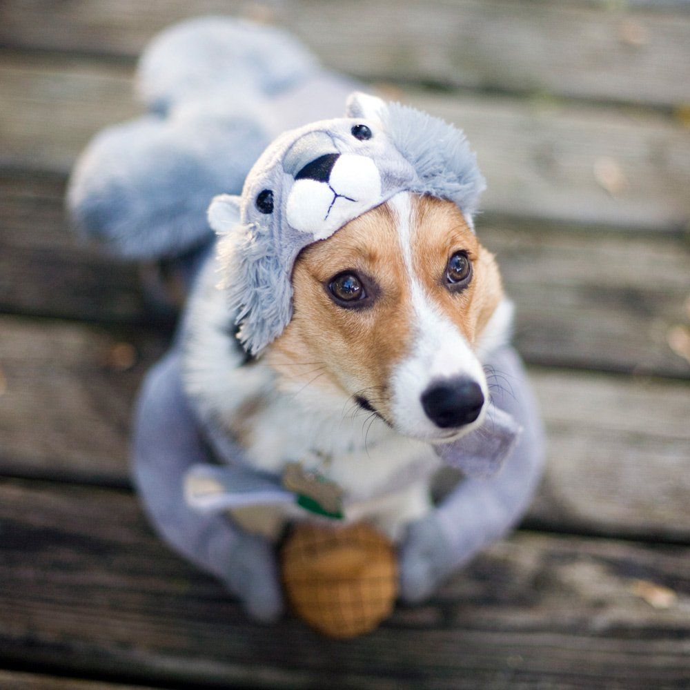 Dog in Squirrel Costume — Lenox, MA — Chez Pet