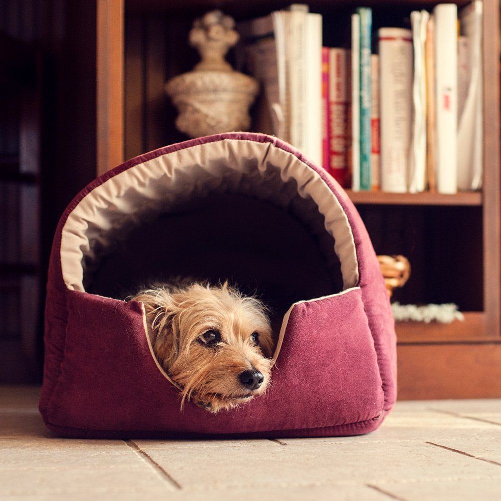 Pet Beds — Lenox, MA — Chez Pet