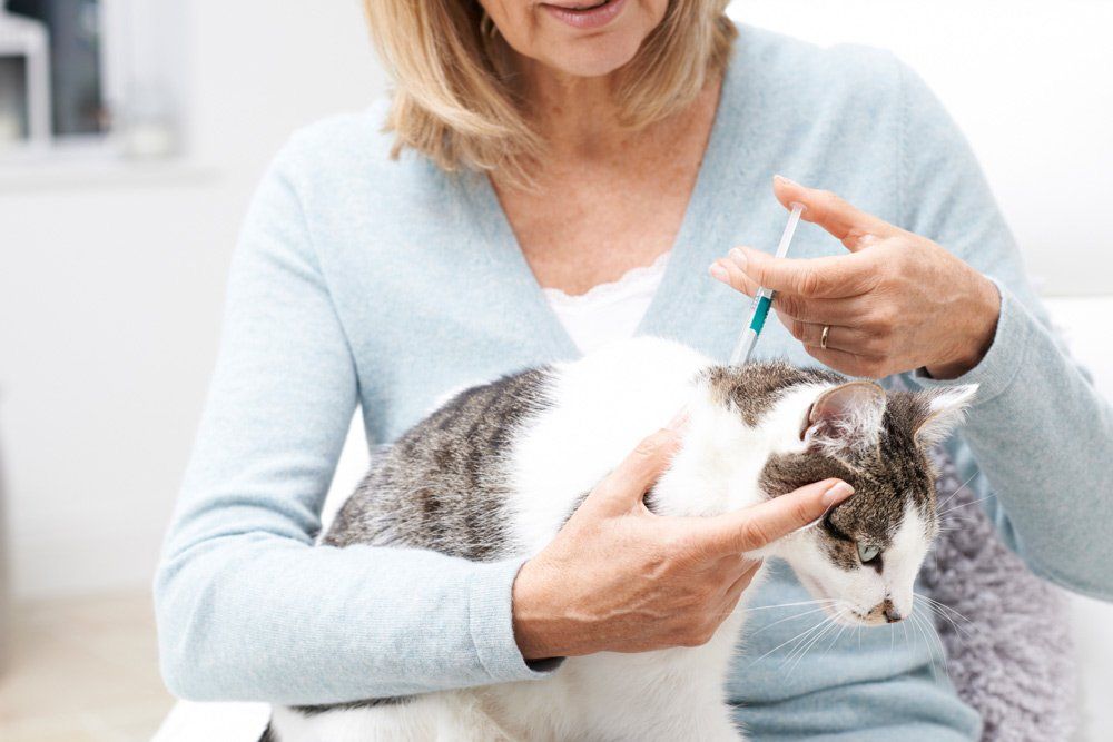 Woman Applying Treatment to Cat — Lenox, MA — Chez Pet