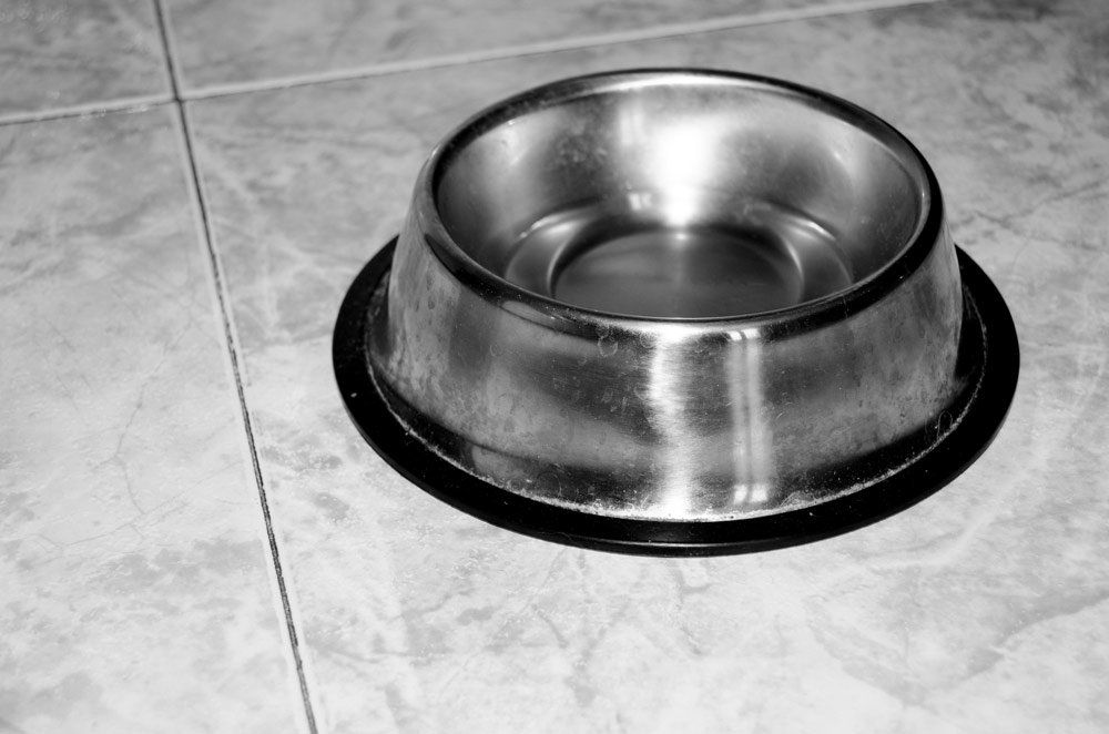 Pet Bowl — Lenox, MA — Chez Pet