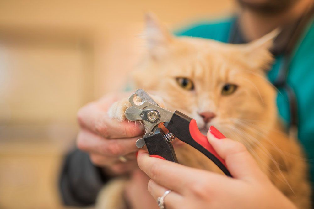 Veterinarian Cutting Cats Nails — Lenox, MA — Chez Pet