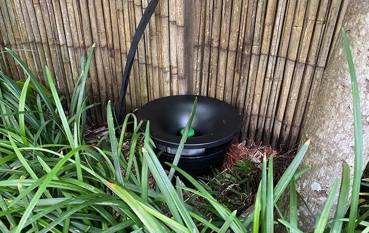 Black irrigation bubbler in green grass next to a bamboo fence and tree.