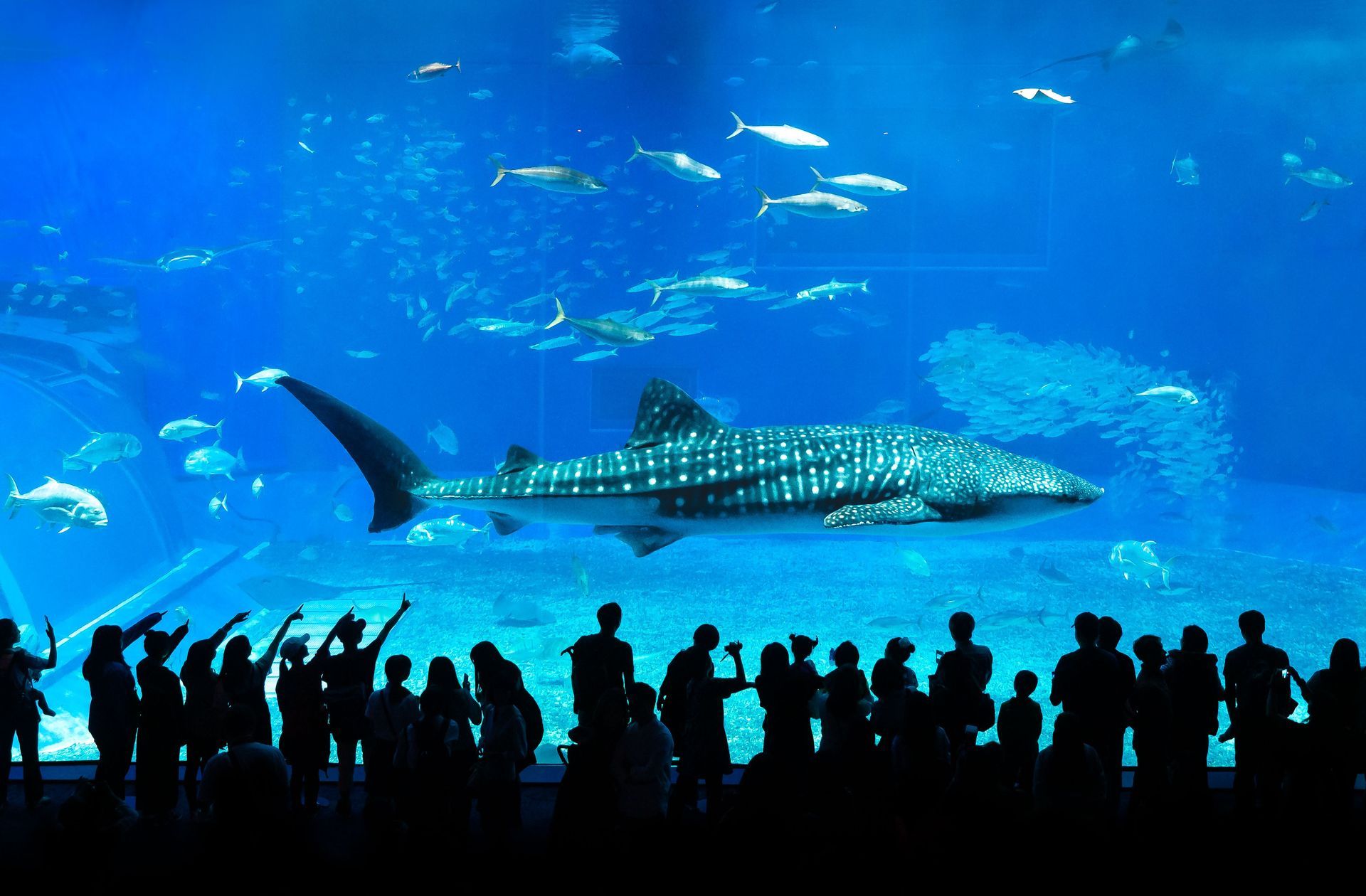 Georgia Aquarium