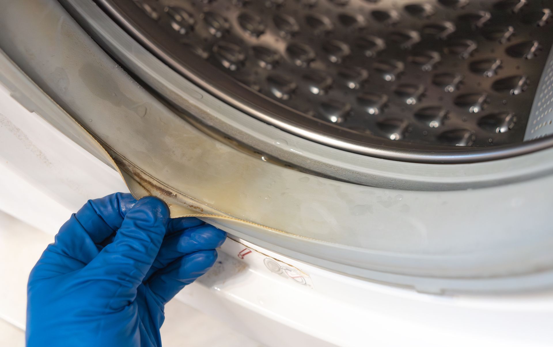 Gloved hand lifting a moldy washer door gasket, an example of mold cleaning services Gloved hand lifting a moldy washer door gasket, an example of mold cleaning services
