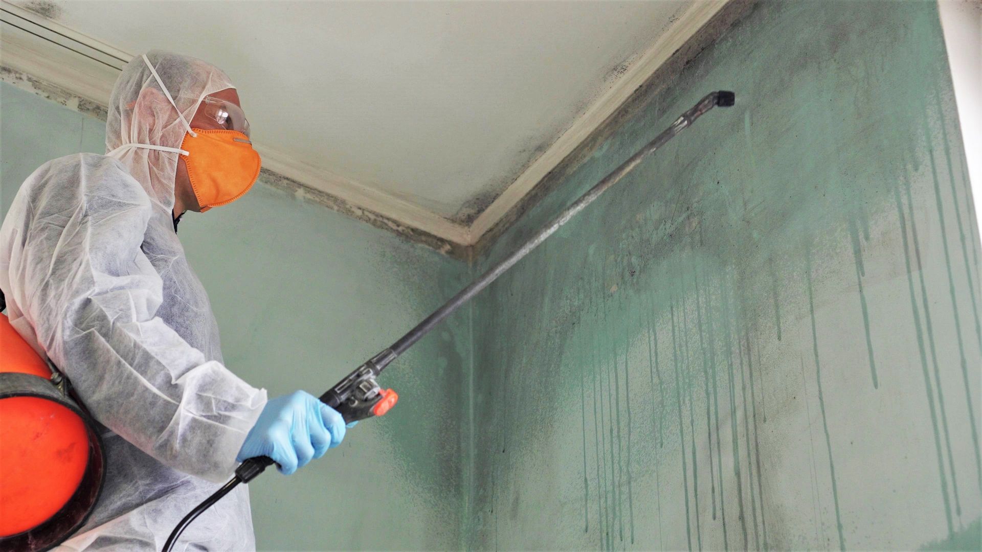 Mold remediation specialist disinfecting a wall covered in mold