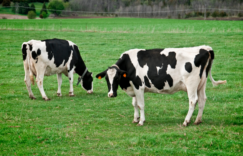 Two black and white cows are grazing in a grassy field.
