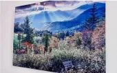 Sunlit mountain valley with wildflowers, trees, and a bright blue sky