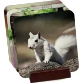 White squirrel perched on a rock, shown on a stack of square coasters.