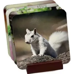 White squirrel perched on a rock, shown on a stack of square coasters.