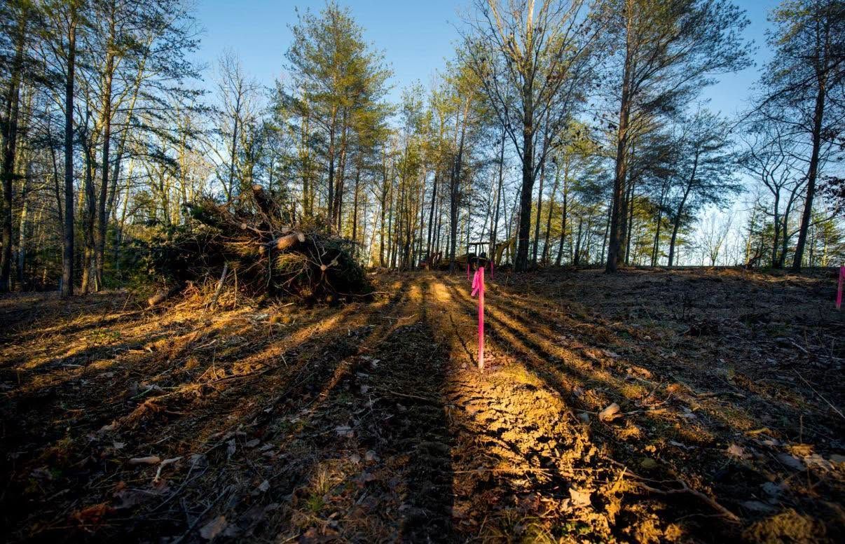 Cleared forest trail at sunset with long shadows and a pink marker post in the center