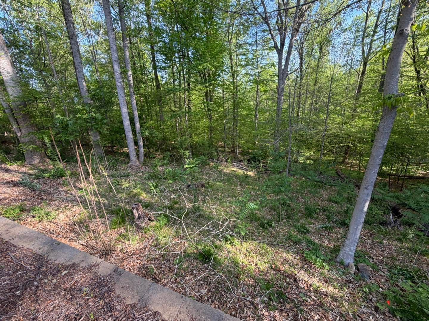 Wooded trail beside a grassy, sunlit forest with slender trees and a dirt path at left