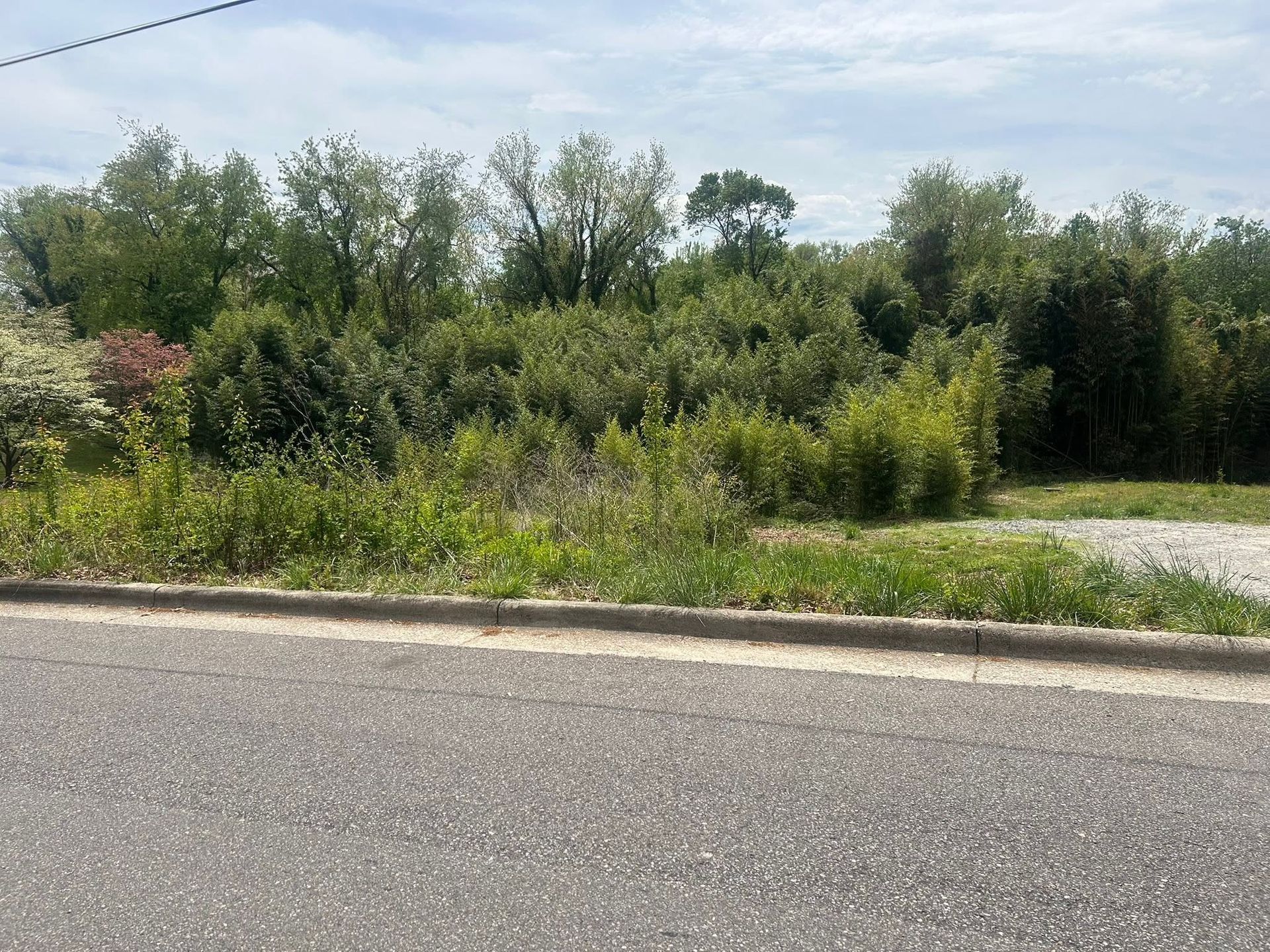Roadside view of dense green shrubs and trees under a bright sky, with gravel and pavement in the foreground