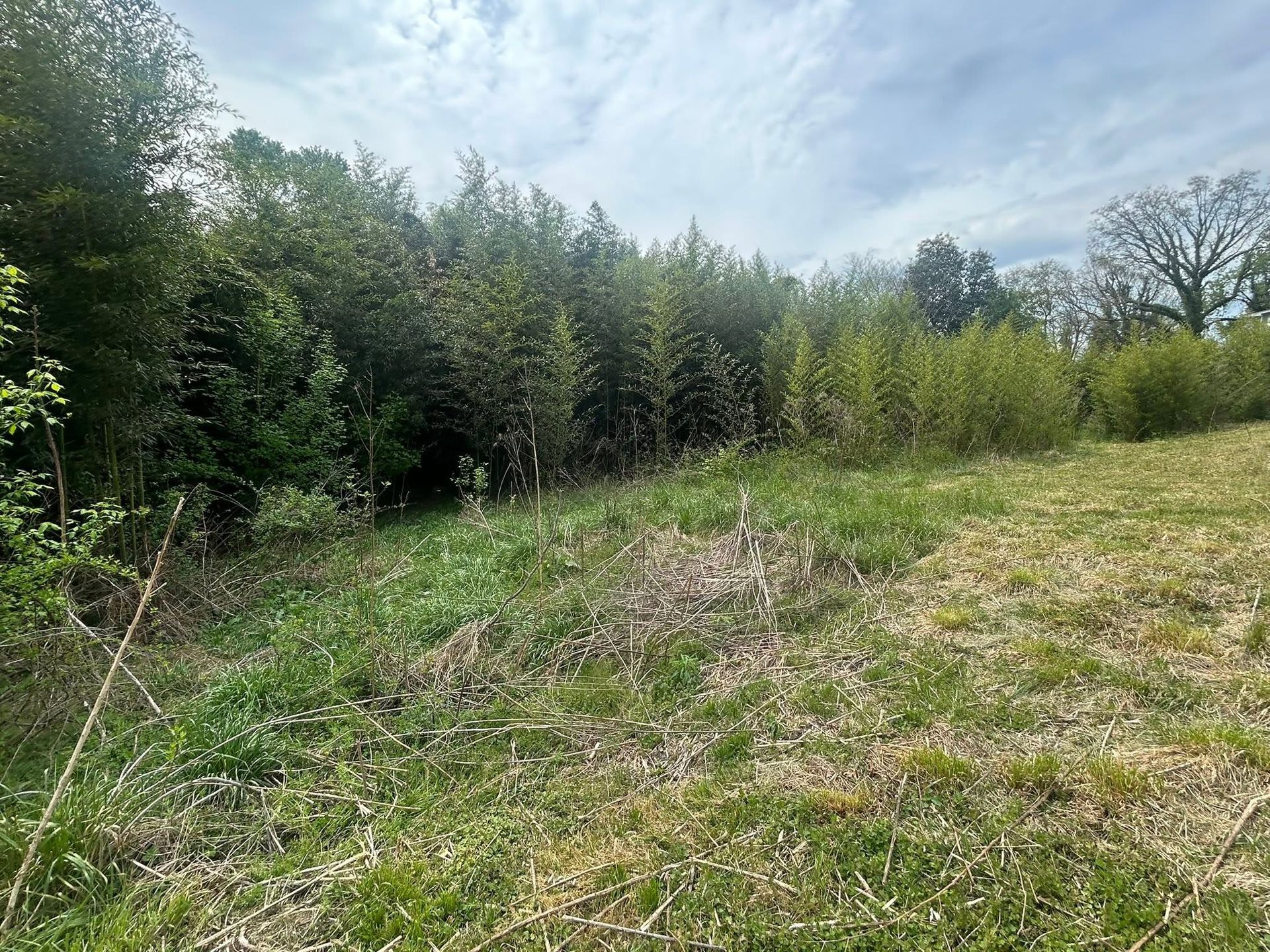 Grassy meadow beside a line of green trees under a cloudy sky