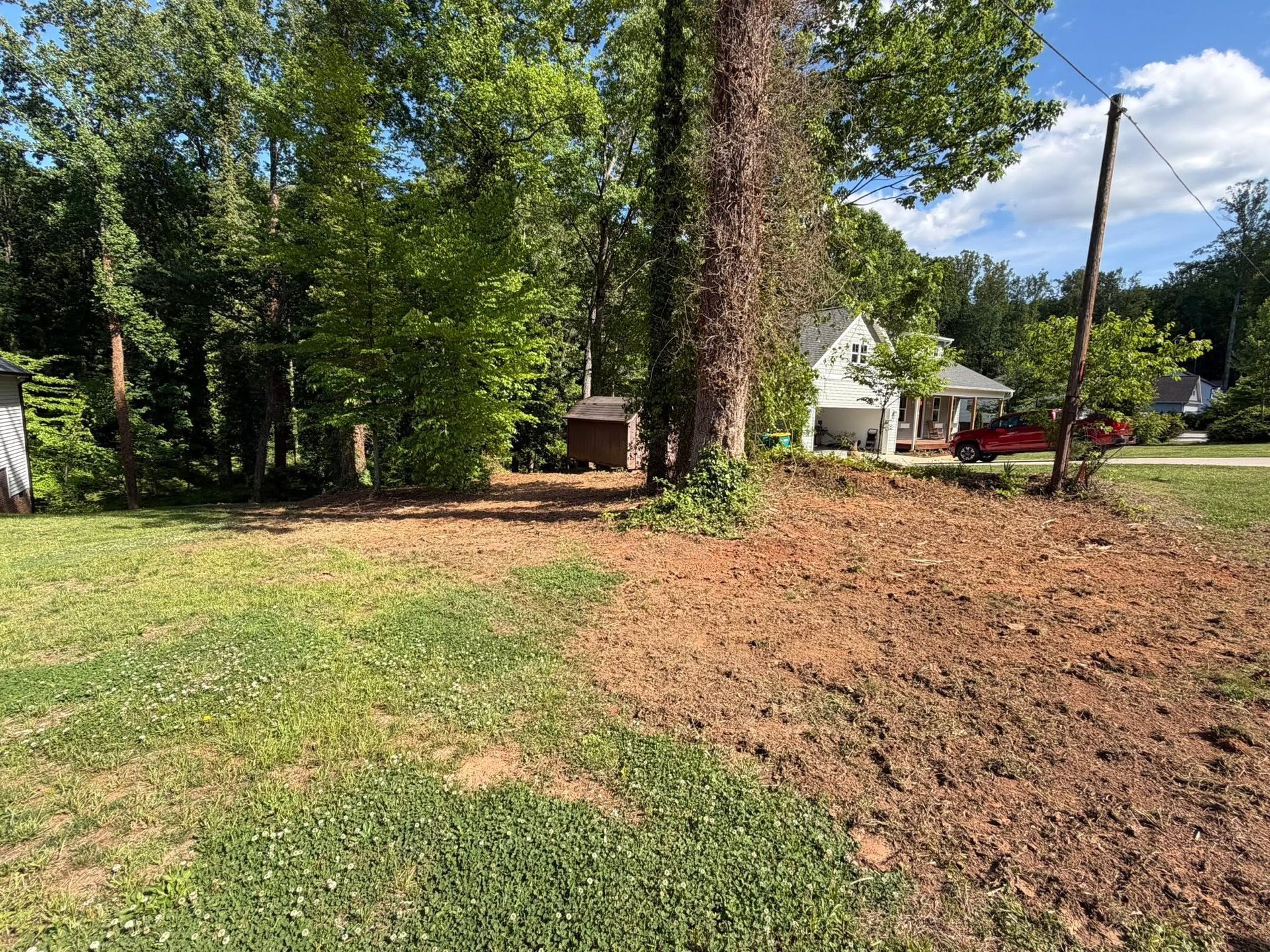 Leaf-covered yard beside tall trees and a house on a sunny day