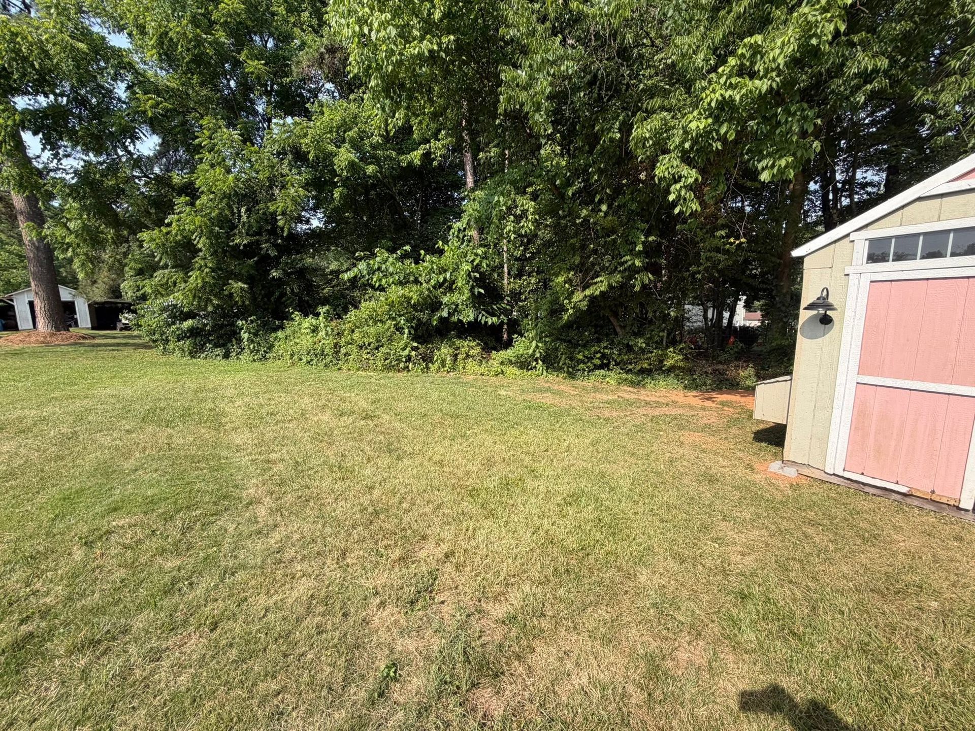 Grassy backyard beside a pink shed, bordered by trees in bright sunlight.
