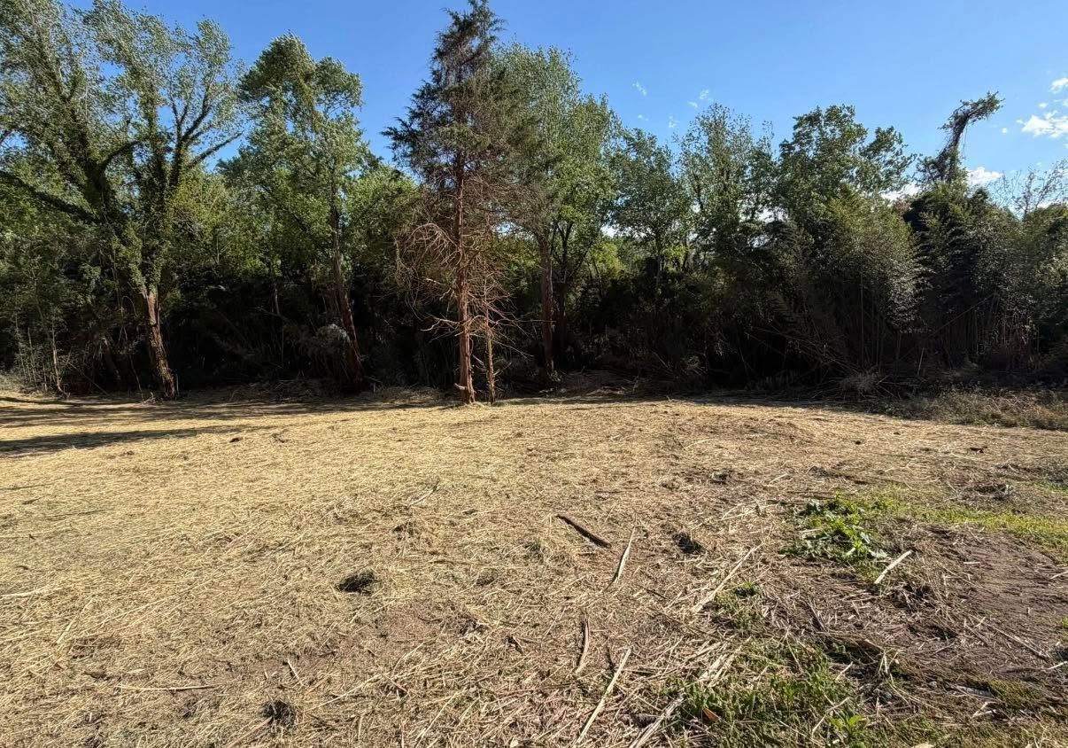 Dry grassy clearing bordered by dense trees under a clear blue sky