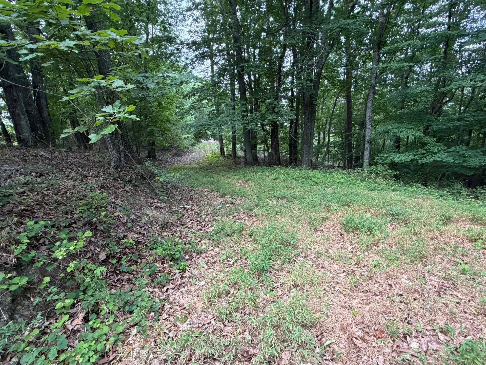 Wooded clearing with a grassy path, dense trees, and leafy ground cover