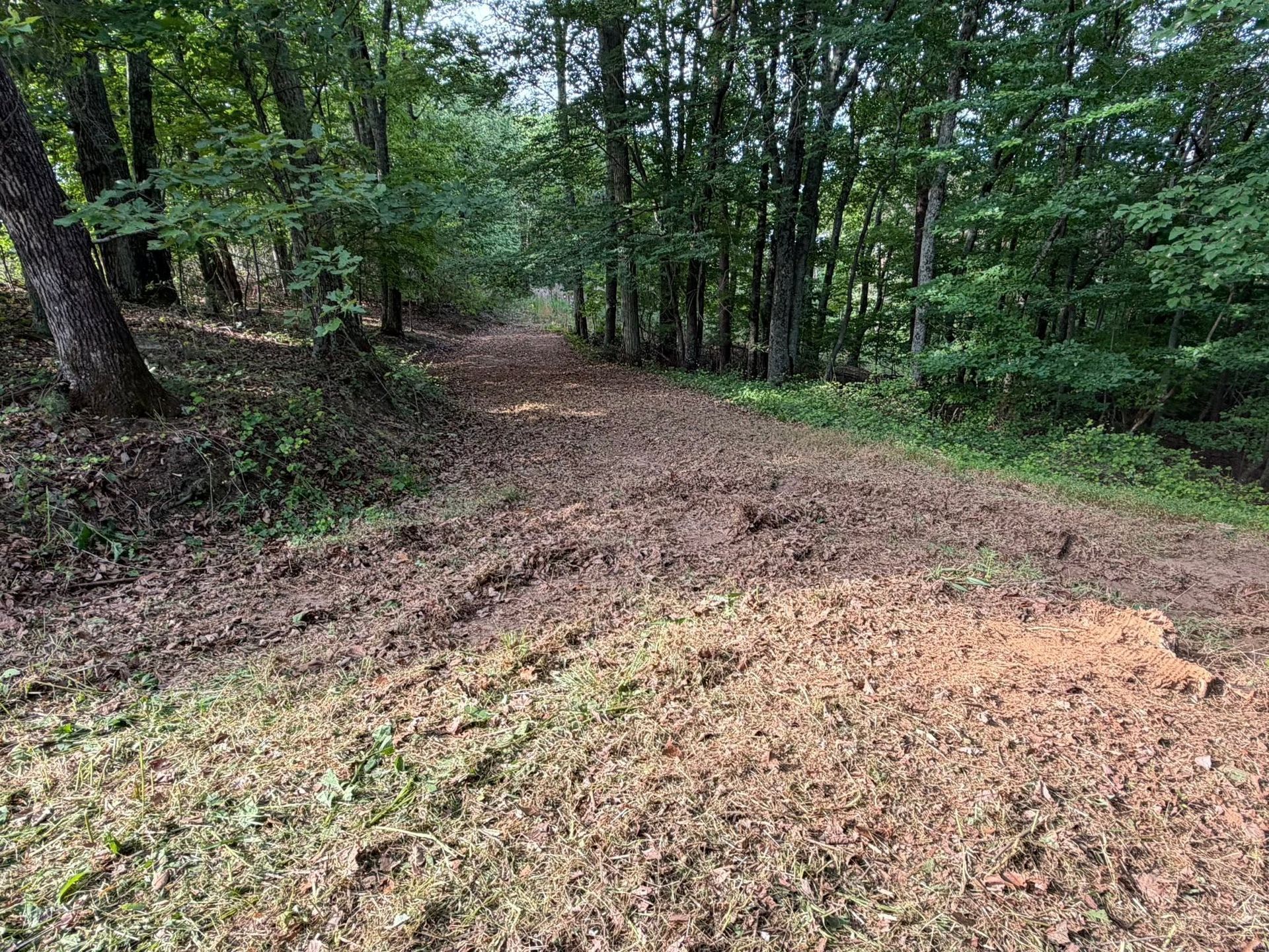 Forest trail with a muddy dirt path winding through dense green trees