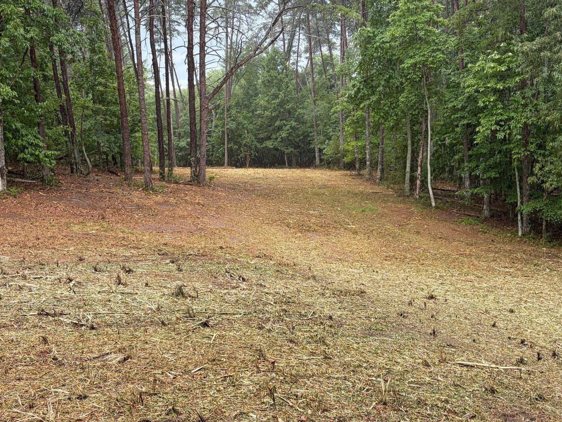 Wooded clearing with brown leaf-covered ground and green trees on both sides