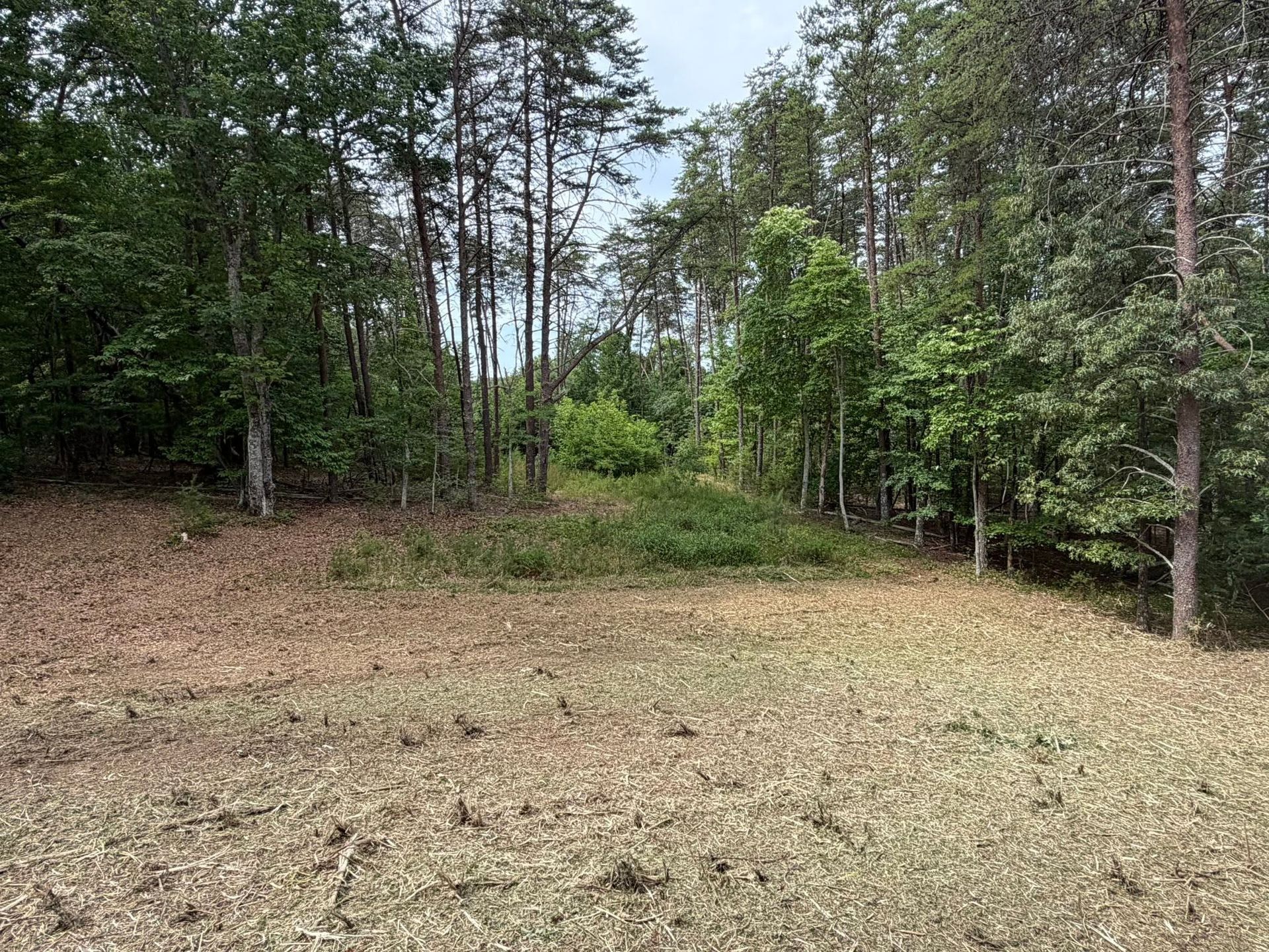 Clearing bordered by trees and brush in a wooded area, with dry grass in the foreground