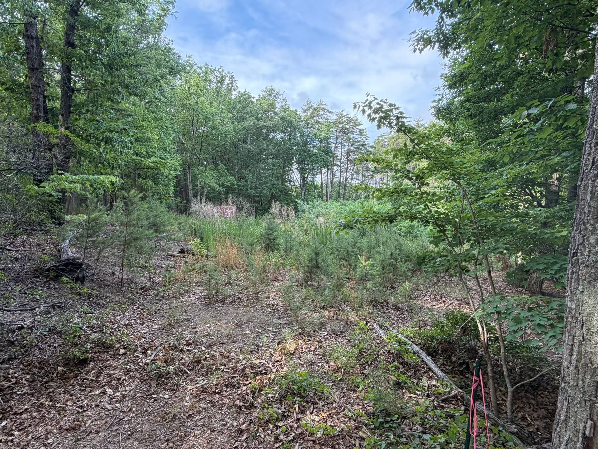 Wooded trail with dense green brush and trees under a partly cloudy sky
