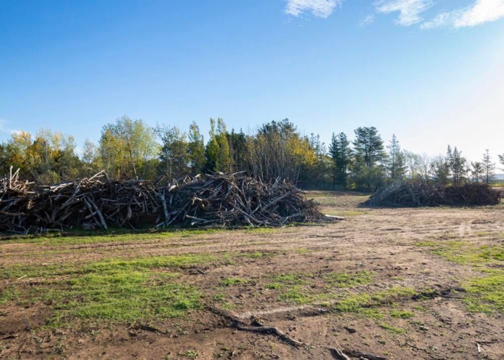 Cleared dirt lot with brush piles and trees under a blue sky