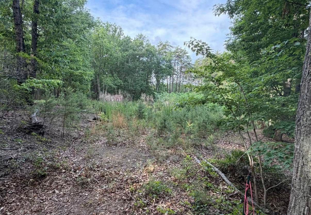 Wooded clearing with green trees, shrubs, and dry ground under a cloudy sky