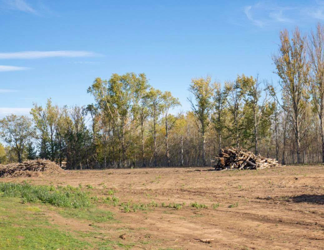 Open field with dry grass and scattered trees under a clear blue sky