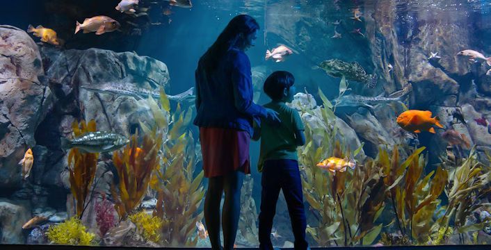 Two people stand before the Aquarium of the Pacific Fishes in Long Beach, CA, with colorful fish and underwater plants.