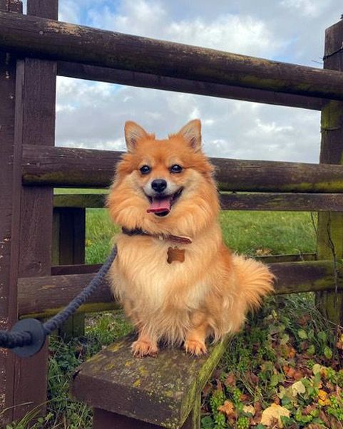 small dog sat on gate post