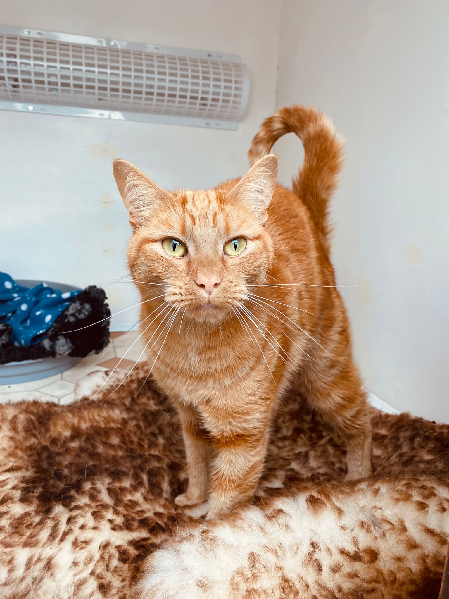 Hillcrest Cattery